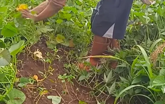 Cara Menanam Ubi Jalar di Pekarangan Rumah