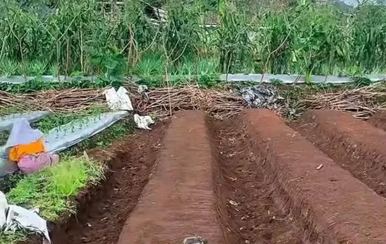 Persiapan Lahan Kosong sebelum Ditanami Buah dan Sayuran