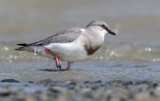 Si "Pinguin Mini" dari Patagonia: Mengenal Magellanic Plover yang Langka