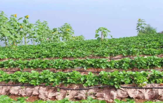Budidaya Stroberi, Peluang Mudah Menanam Buah Segar di Rumah
