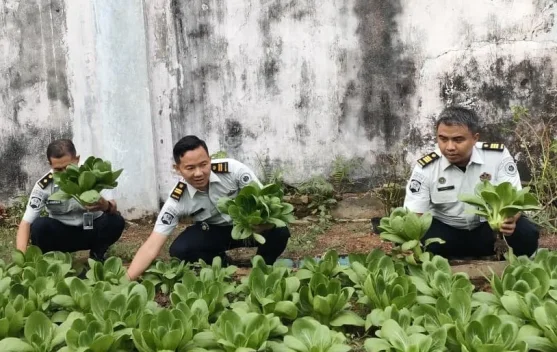 Dukung Ketahanan Pangan Warga Binaan, Rutan Bengkulu Panen Pakcoy