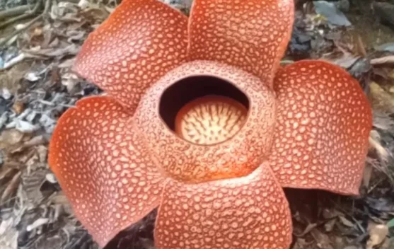 Mekarnya Bunga Rafflesia di Kepahiang Jadi Daya Tarik Wisata Alam Bengkulu