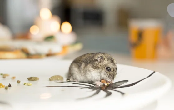 Virus Hanta Mengintai dari Tikus Rumah, Kenali Gejala dan Cara Pencegahannya