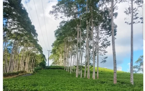 Kebun Teh Kabawetan Dipadati Wisatawan, Kebersihan Jadi Perhatian