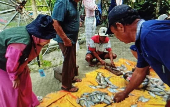 Ikan Asin Enggano Naik Kelas, InovasiAkademisi Tingkatkan Nilai Ekonomi Hasil Tan
