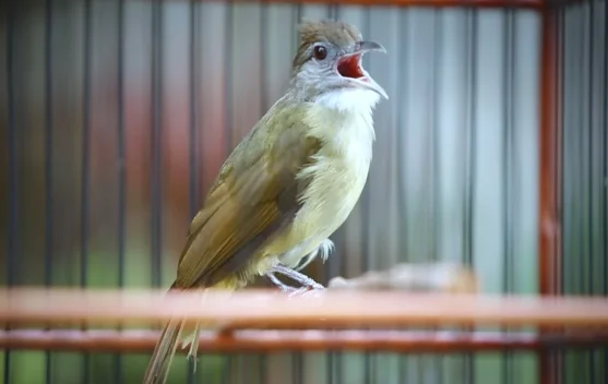 Pengen Punya Burung Kapas Tembak Yang Juara?