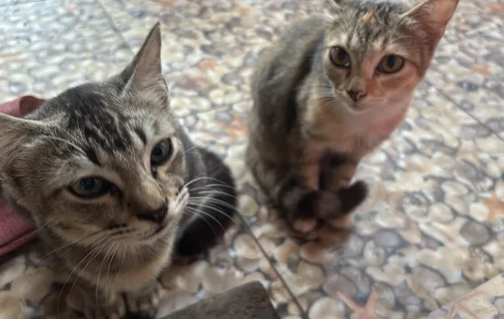 Pentingnya Vaksin Kucing untuk Mencegah Penyakit Menular