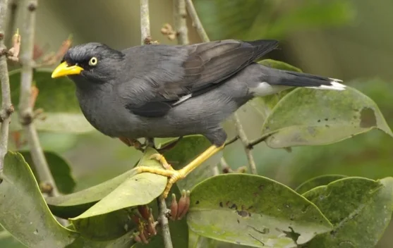 Mengenal Jalak Kebo: Burung Cerdas dan Tangguh yang Jago Beradaptasi