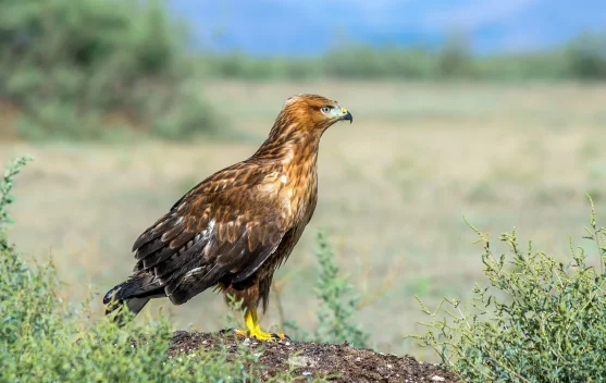 Menyingkap Pesona Buzzard Kaki Panjang, Burung Pemangsa Unik Penguasa Stepa