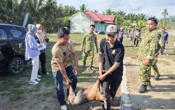 Satpol PP Kaur Terus Gencarkan Razia Hewan Ternak