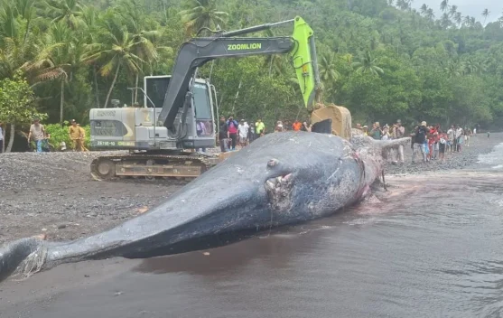 Penanganan Cepat Paus Sperma Terdampar di Ternate