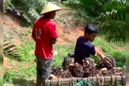 Pendaftaran Beasiswa SDM Sawit Resmi Ditutup