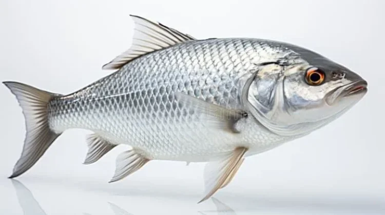 Ikan Kembung Memiliki Sumber Gizi yang Tinggi