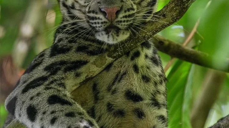Macan Dahan Sang Pemburu Senyap