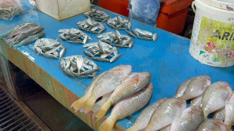 Harga Ikan  Biak Numfor, Alami Lonjakan akibat Cuaca Ekstrim