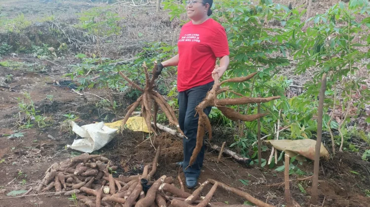 Dukung Ketahanan Pangan, Anggota DPR RI, Ruth Rumkabu Dorong Warga Biak Berkebun
