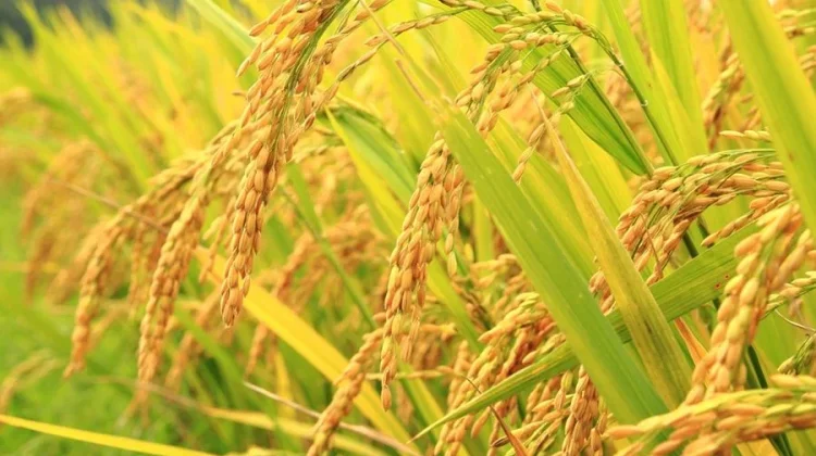Padi Menjadi Sumber Protein Terbesar di Indonesia