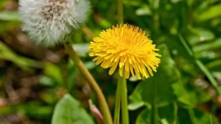 Dandelion Tanaman yang Kaya Manfaat