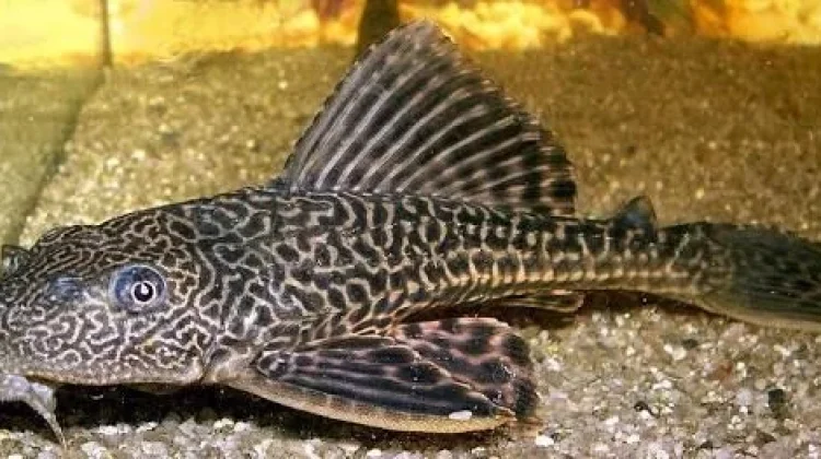 Waspada! 5 Bahaya Ikan Sapu-Sapu jika Dikonsumsi
