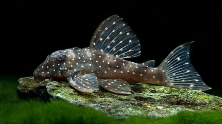 Fakta Unik Ikan Sapu-Sapu, Tahan Iklim dan Sulit Dikendalikan