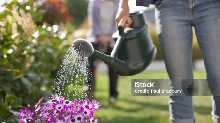 Rainwater Harvesting: Solusi Cerdas Penuhi Kebutuhan Air Harian