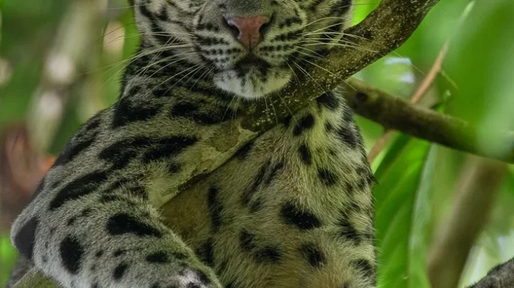 Lima Jenis Kucing Hutan di Indonesia