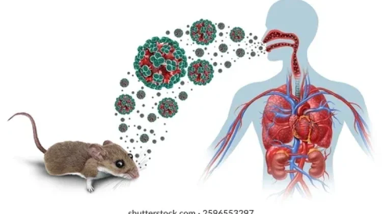 Gejala Hantavirus Penanganan dan Pencegahan
