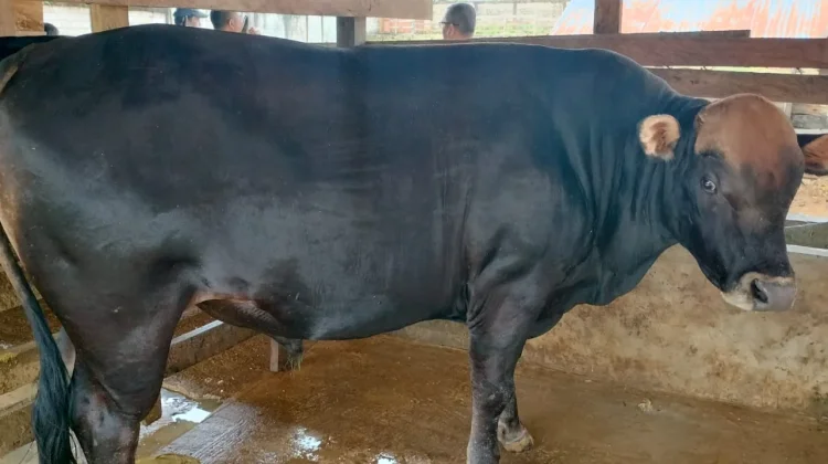 Sapi Berbobot 850 Kg di Biak,Terpilih Menjadi Sapi Bantuan Presiden