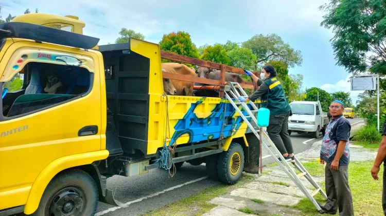 Satuan Pelayanan Pelabuhan Biak BBKHIT Papua Periksa 23 Ekor Sapi Qurban