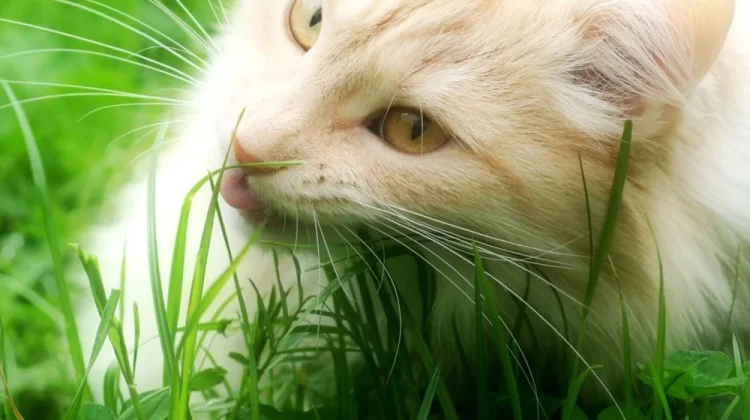 Alasan Kucing Mengonsumsi Rumput