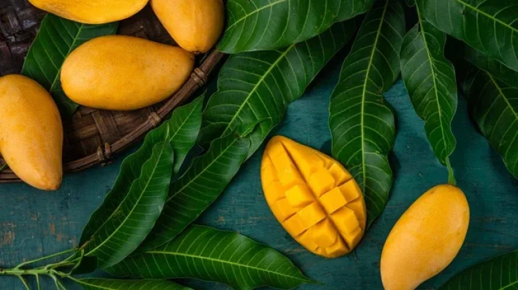Benarkah Mangga Bikin Gemuk?