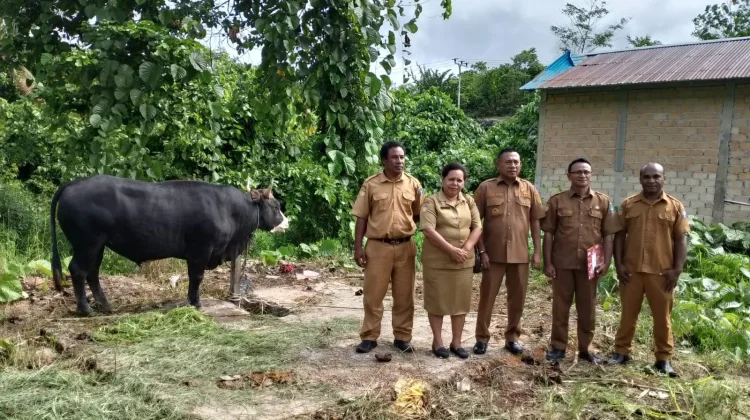Banmas Hewan Kurban Presiden untuk Kabupaten Supiori Berbobot 840 Kilogram