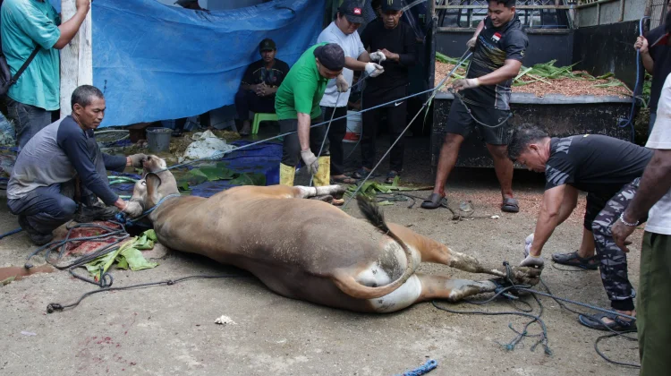 Warga LDII Biak Numfor Kurban 11 Ekor Sapi dan 4 Kambing