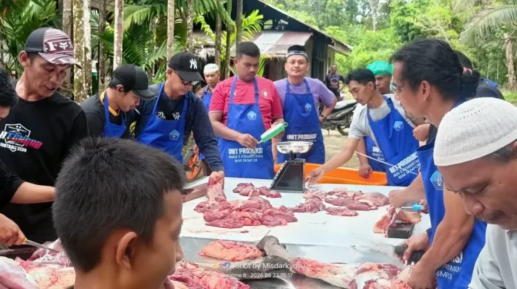 Jemaah Masjid Al Kautsar Pulau Numfor Kurban 2 Ekor Sapi