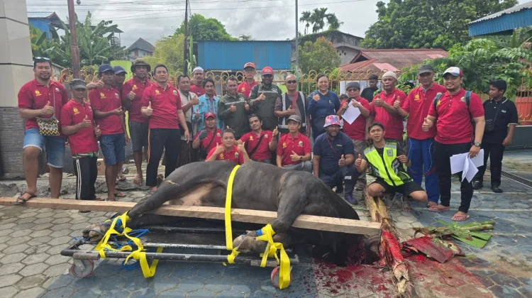 Hewan Kurban di Kabupaten Biak Numfor dipastikan  Layak dikonsumsi