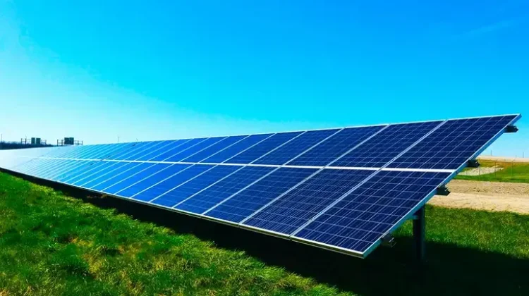 Minyak Kayu Putih Bisa Wujudkan Energi Hijau