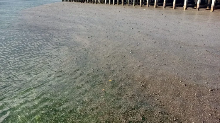 BPBD Biak Numfor : Batu Apung di sejumlah Pesisir Pantai,Tidak Membahayakan