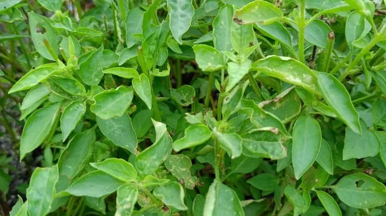 Tanaman Herbal yang Bisa Tumbuh Subur di dalam Rumah