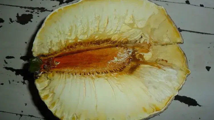 Kaya Nutrisi dan Minim Karbon Buah Sukun Superfood Lokal