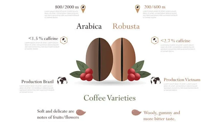 Kopi Typica: Varietas Arabika Tertua dengan Aroma dan Cita Rasa Istimewa