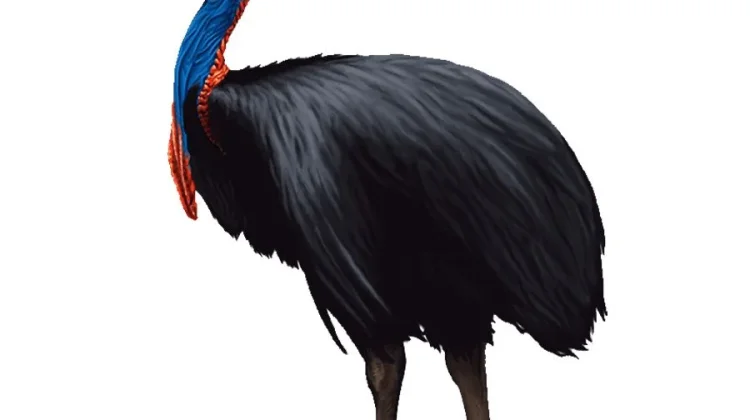 Alasan Burung Kasuari Dianggap Berbahaya Bagi Manusia