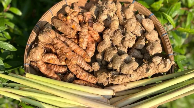 Manfaat Jahe dan Sereh untuk Tubuh Kita