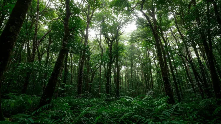 Indonesia Peringati Hari Hutan Nasional Setiap 7 Agustus