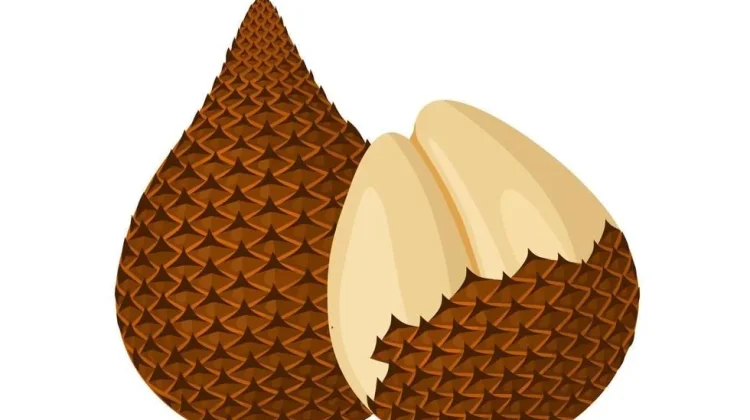 Manfaat buah salak untuk kesehatan