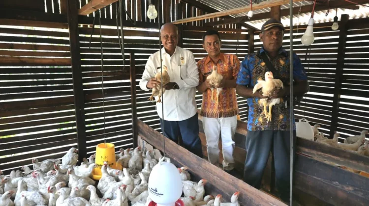 Bupati Biak Numfor Panen Ayam Potong di Kampung Mambesak