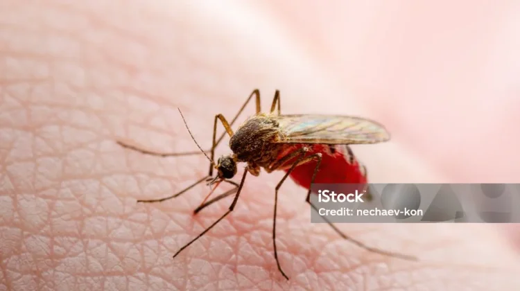 Sama-Sama Ditularkan Nyamuk, Ini Beda Demam Berdarah dan Zika