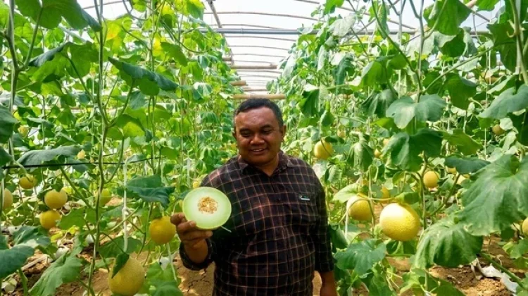 Buah Tropis Indonesia Berpeluang Besar Kuasai Pasar Asia