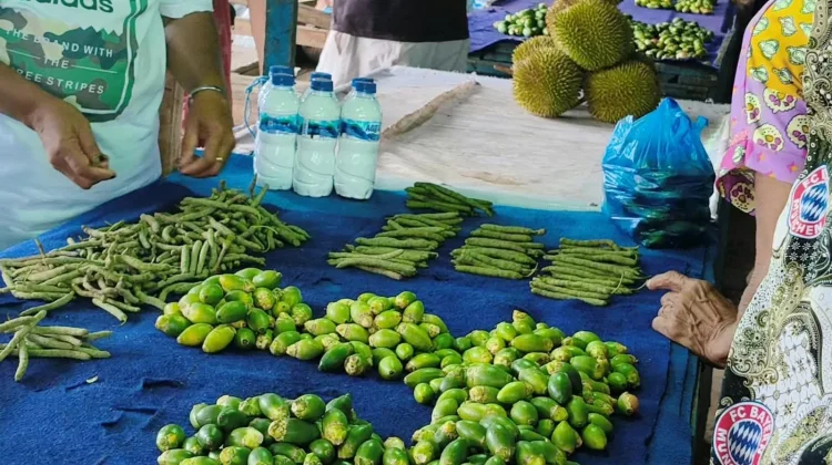 Harga Sirih Meroket Pedagang dan Masyarakat Biak Mengeluh