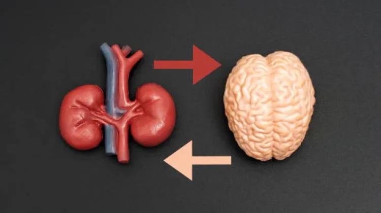 Saat Mata Terpejam, 5 Organ Ini Justru Tetap Menjalankan Tugasnya