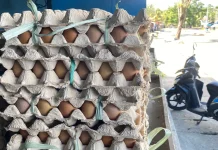 Telur Lokal Perkuat Gizi Siswa Biak Numfor lewat MBG
